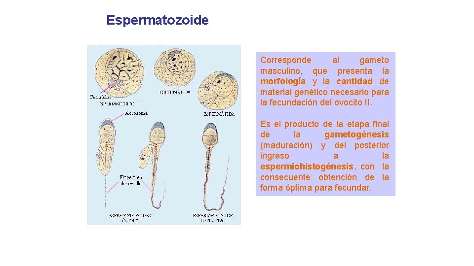 Espermatozoide Corresponde al gameto masculino, que presenta la morfología y la cantidad de material