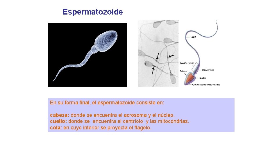 Espermatozoide En su forma final, el espermatozoide consiste en: cabeza: donde se encuentra el