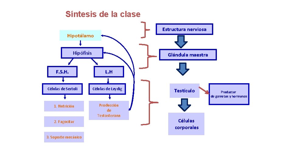 Síntesis de la clase Estructura nerviosa Hipotálamo Hipófisis F. S. H. Células de Sertoli