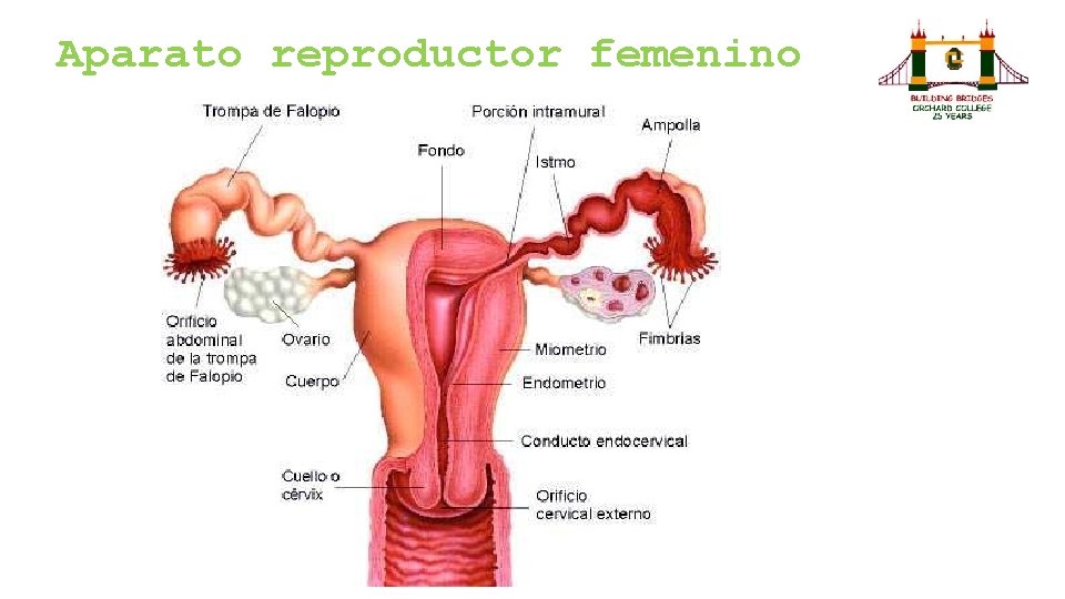 Aparato reproductor femenino Aparato reproductor femenino