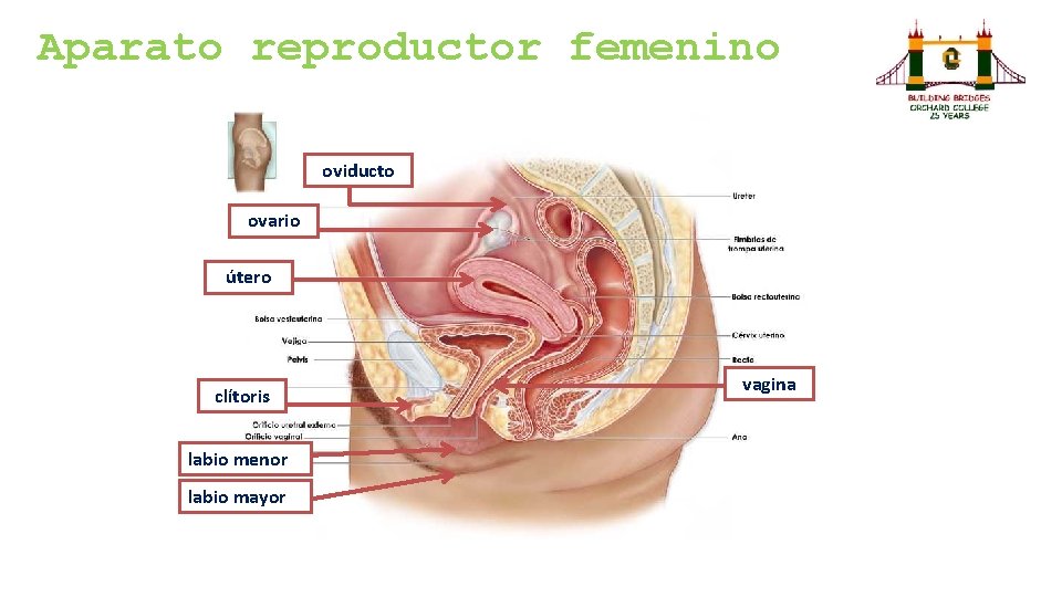 Aparato reproductor femenino oviducto ovario útero clítoris labio menor labio mayor vagina 