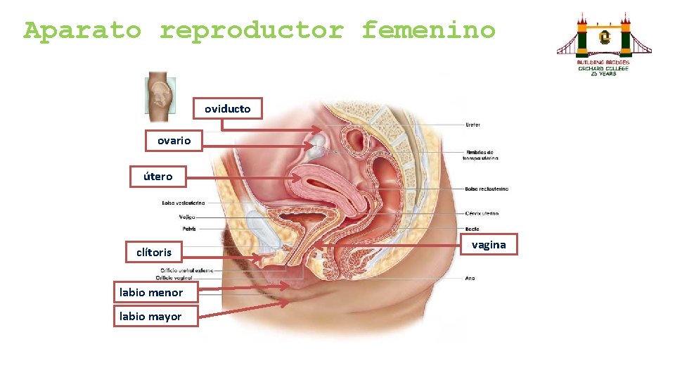 Aparato reproductor femenino oviducto ovario útero clítoris labio menor labio mayor vagina Aparato reproductor femenino oviducto ovario útero clítoris labio menor labio mayor vagina