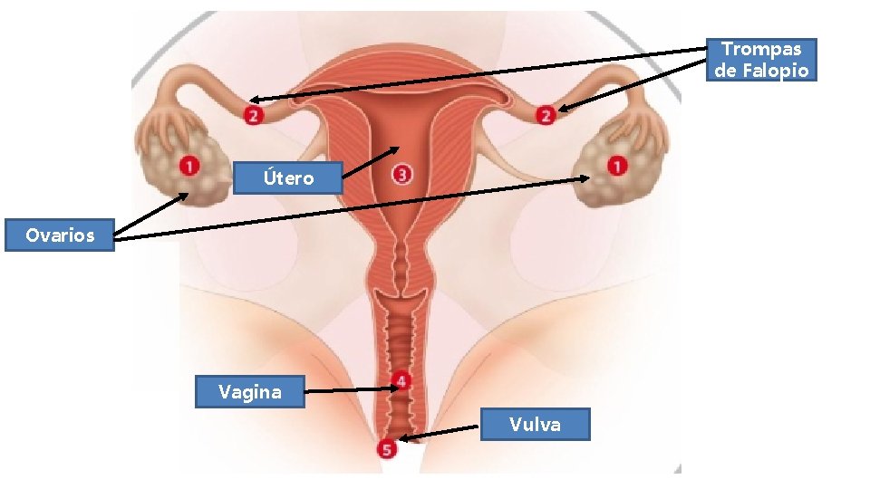 Trompas de Falopio Útero Ovarios Vagina Vulva 