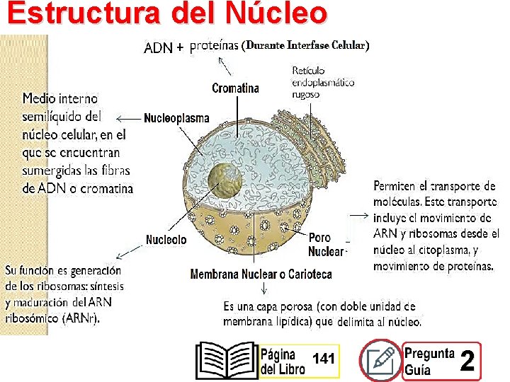 Estructura del Núcleo 141 2 
