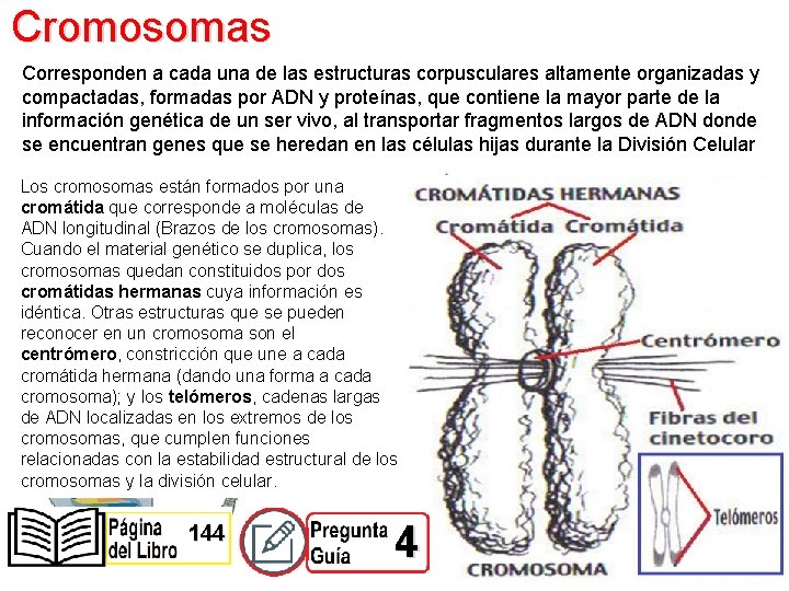 Cromosomas Corresponden a cada una de las estructuras corpusculares altamente organizadas y compactadas, formadas