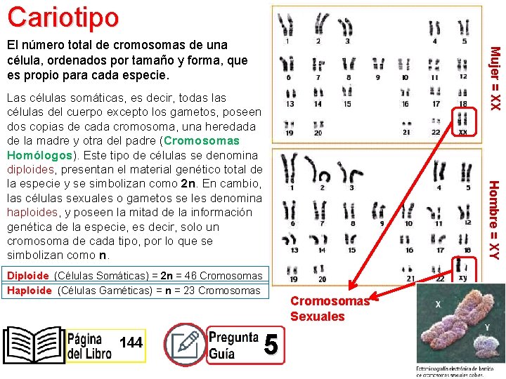 Cariotipo Mujer = XX El número total de cromosomas de una célula, ordenados por