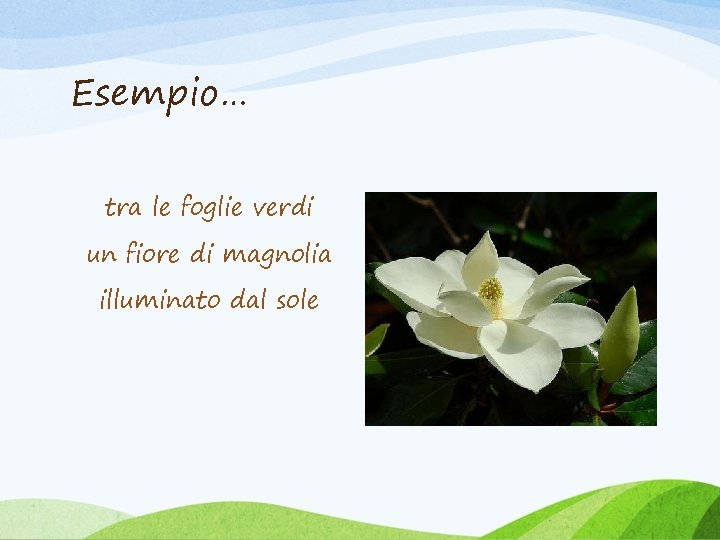 Esempio… tra le foglie verdi un fiore di magnolia illuminato dal sole 