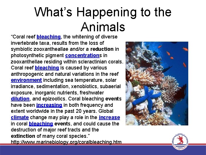 What’s Happening to the Animals “Coral reef bleaching, the whitening of diverse invertebrate taxa,