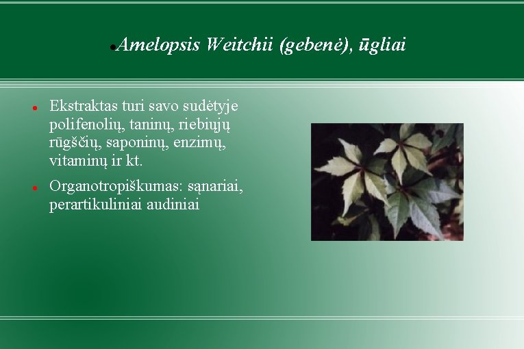  Amelopsis Weitchii (gebenė), ūgliai Ekstraktas turi savo sudėtyje polifenolių, taninų, riebiųjų rūgščių, saponinų,