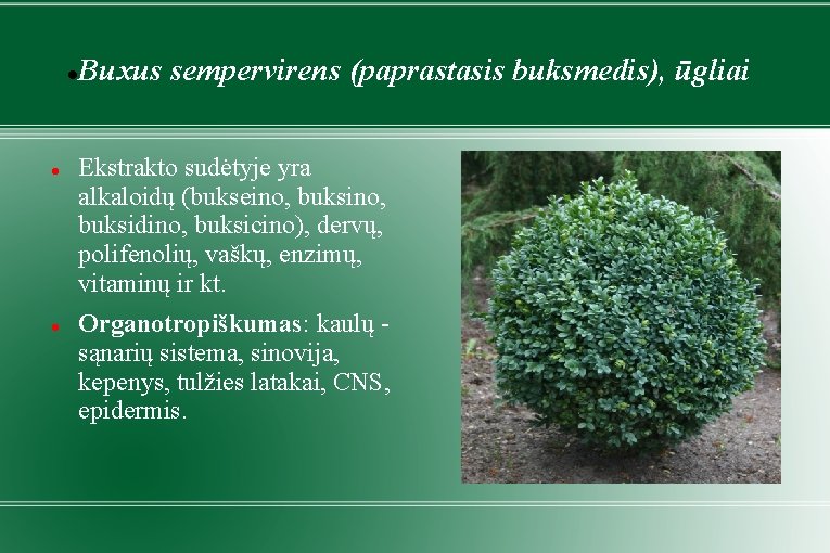  Buxus sempervirens (paprastasis buksmedis), ūgliai Ekstrakto sudėtyje yra alkaloidų (bukseino, buksidino, buksicino), dervų,