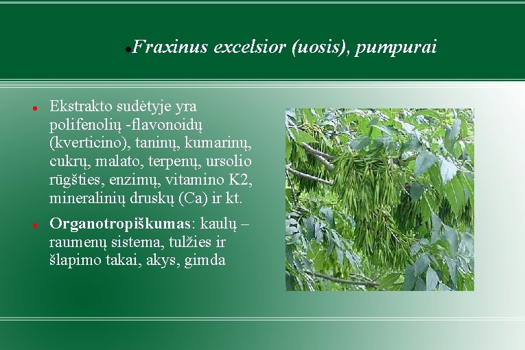  Fraxinus excelsior (uosis), pumpurai Ekstrakto sudėtyje yra polifenolių -flavonoidų (kverticino), taninų, kumarinų, cukrų,