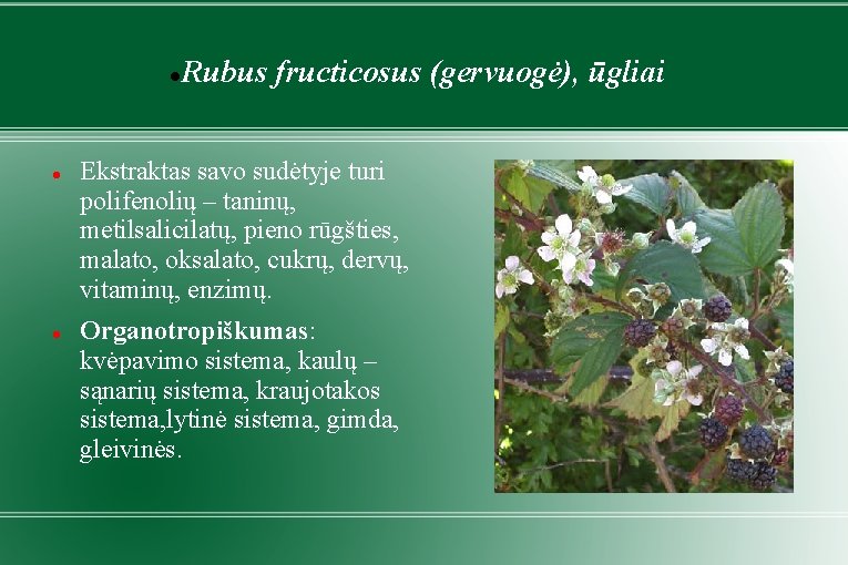  Rubus fructicosus (gervuogė), ūgliai Ekstraktas savo sudėtyje turi polifenolių – taninų, metilsalicilatų, pieno