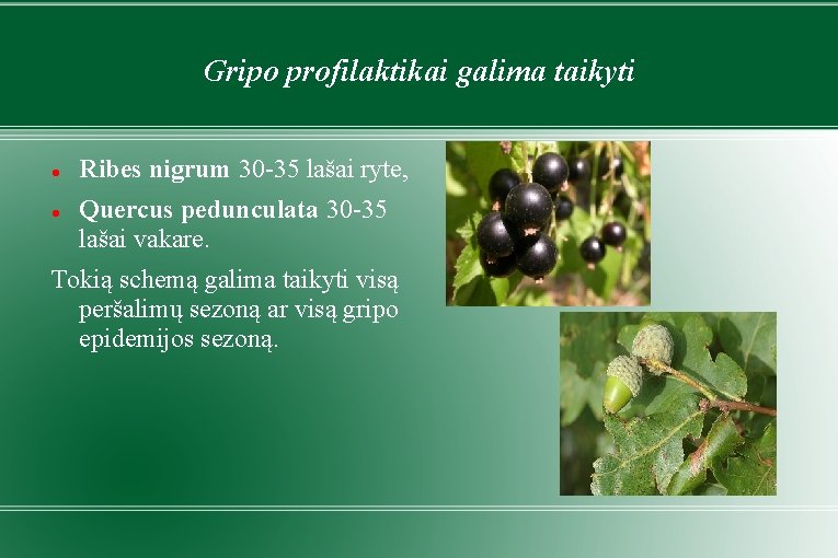 Gripo profilaktikai galima taikyti Ribes nigrum 30 -35 lašai ryte, Quercus pedunculata 30 -35