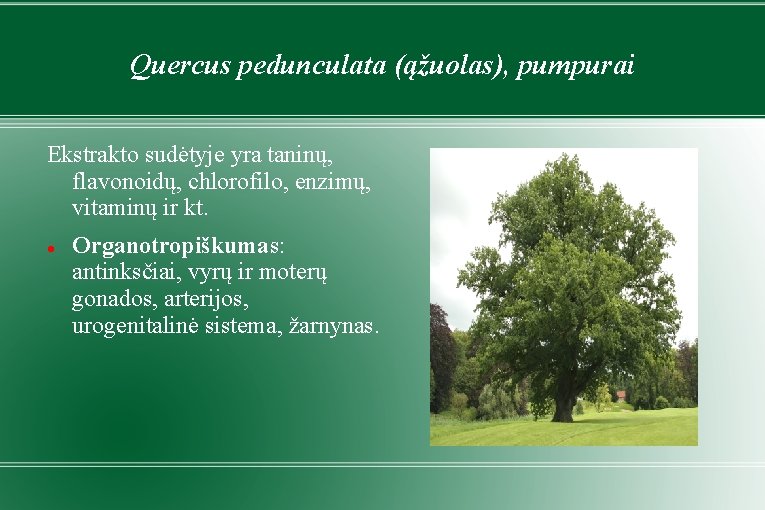 Quercus pedunculata (ąžuolas), pumpurai Ekstrakto sudėtyje yra taninų, flavonoidų, chlorofilo, enzimų, vitaminų ir kt.