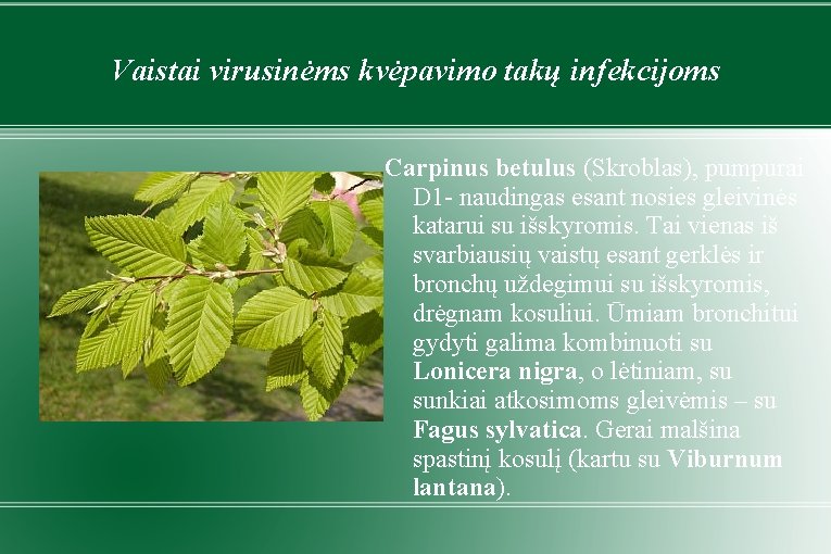 Vaistai virusinėms kvėpavimo takų infekcijoms Carpinus betulus (Skroblas), pumpurai D 1 - naudingas esant