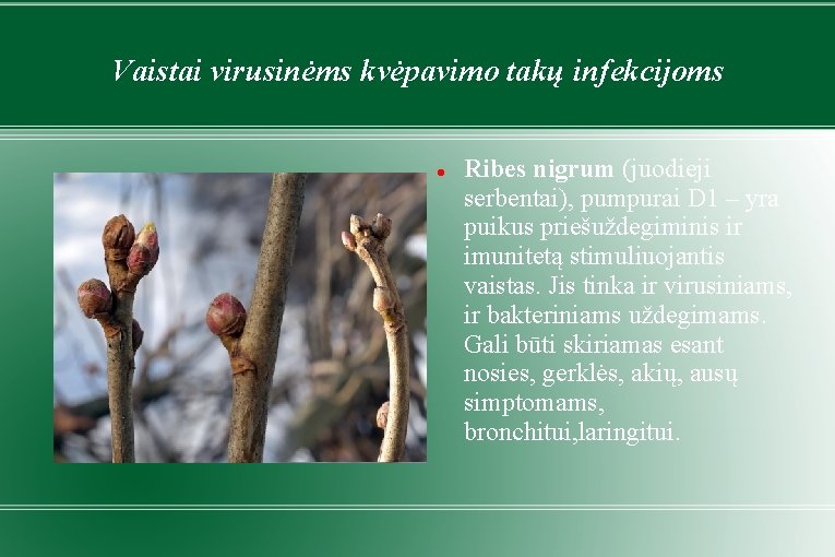 Vaistai virusinėms kvėpavimo takų infekcijoms Ribes nigrum (juodieji serbentai), pumpurai D 1 – yra