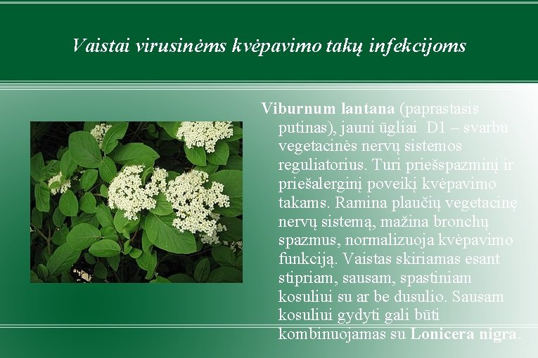 Vaistai virusinėms kvėpavimo takų infekcijoms Viburnum lantana (paprastasis putinas), jauni ūgliai D 1 –