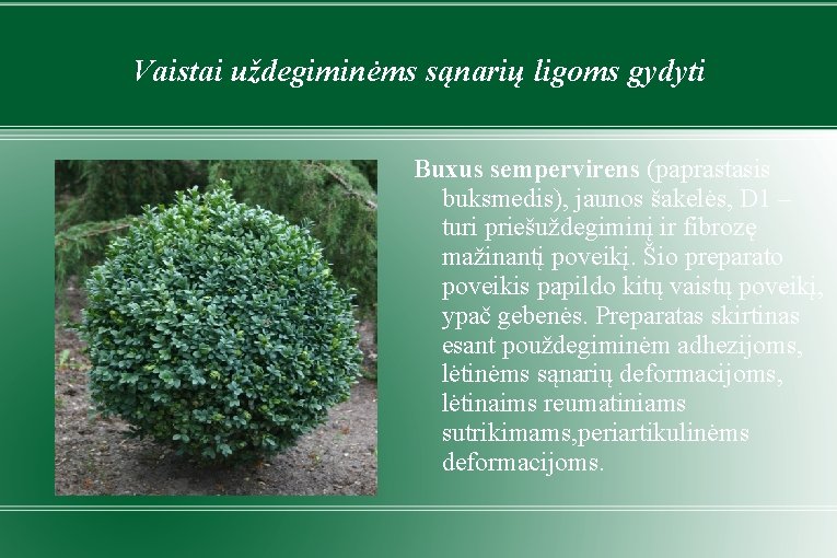 Vaistai uždegiminėms sąnarių ligoms gydyti Buxus sempervirens (paprastasis buksmedis), jaunos šakelės, D 1 –