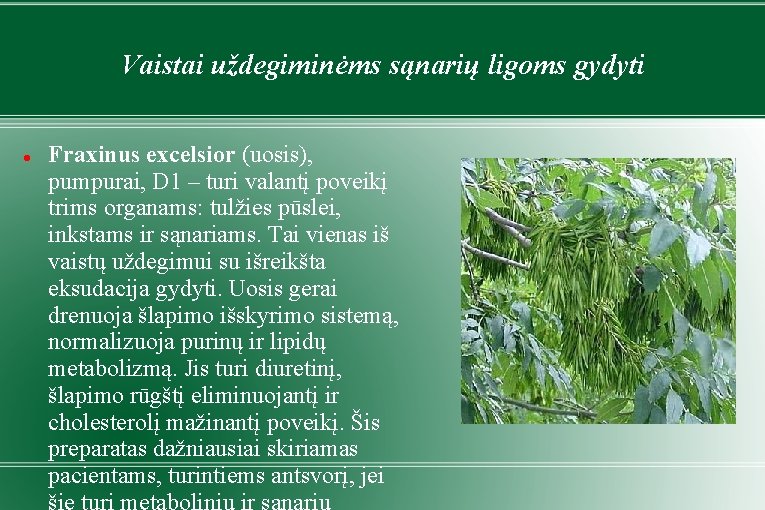 Vaistai uždegiminėms sąnarių ligoms gydyti Fraxinus excelsior (uosis), pumpurai, D 1 – turi valantį