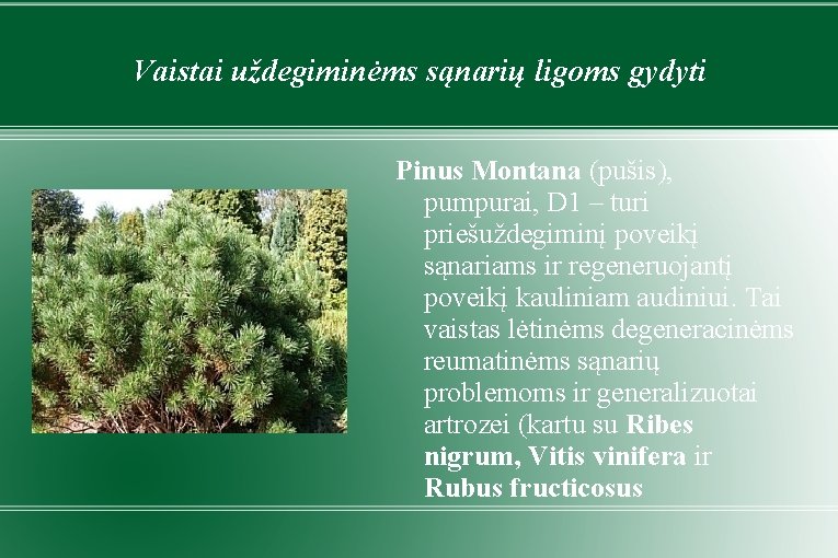 Vaistai uždegiminėms sąnarių ligoms gydyti Pinus Montana (pušis), pumpurai, D 1 – turi priešuždegiminį