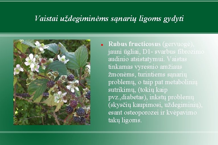 Vaistai uždegiminėms sąnarių ligoms gydyti Rubus fructicosus (gervuogė), jauni ūgliai, D 1 - svarbus