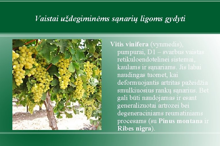 Vaistai uždegiminėms sąnarių ligoms gydyti Vitis vinifera (vynmedis), pumpurai, D 1 – svarbus vaistas