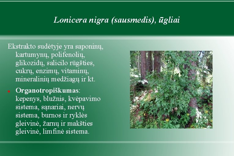Lonicera nigra (sausmedis), ūgliai Ekstrakto sudėtyje yra saponinų, kartumynų, polifenolių, glikozidų, salicilo rūgšties, cukrų,