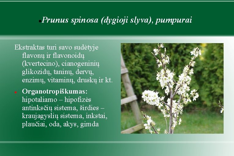  Prunus spinosa (dygioji slyva), pumpurai Ekstraktas turi savo sudėtyje flavonų ir flavonoidų (kvertecino),