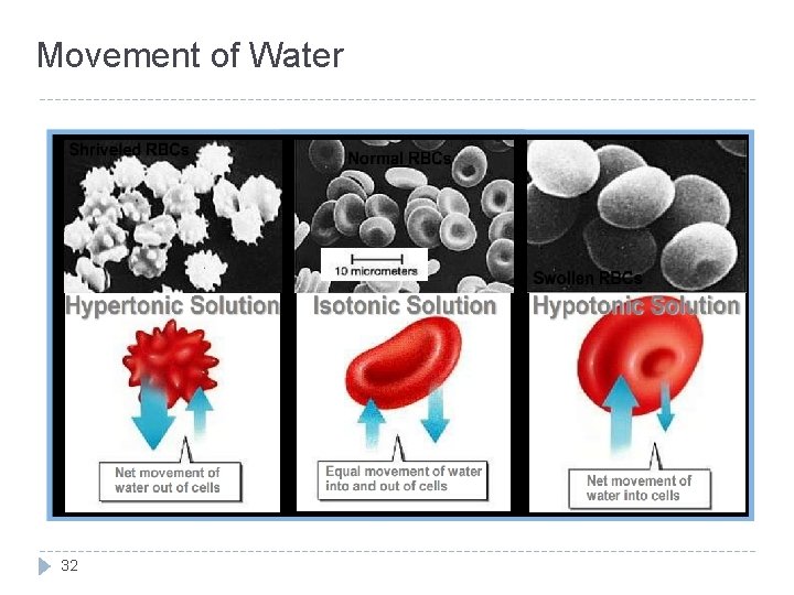 Movement of Water 32 Movement of Water 32