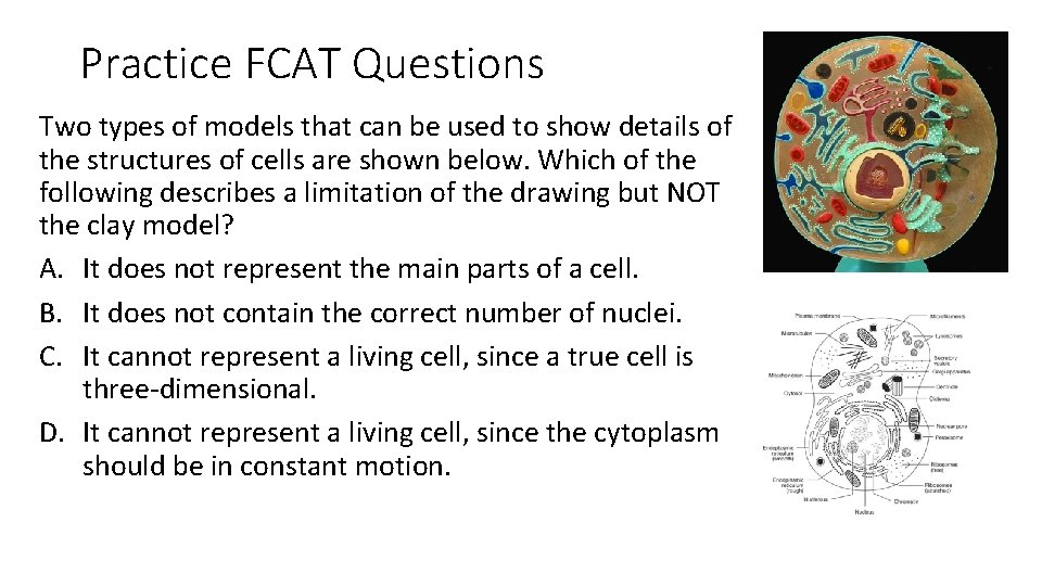 Practice FCAT Questions Two types of models that can be used to show details