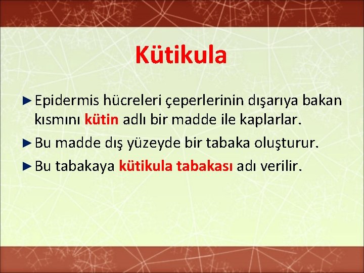Kütikula ► Epidermis hücreleri çeperlerinin dışarıya bakan kısmını kütin adlı bir madde ile kaplarlar.