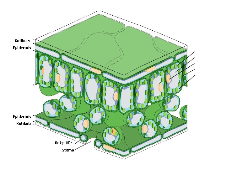 Kutikula Epidermis Kutikula Bekçi Hüc. Stoma 