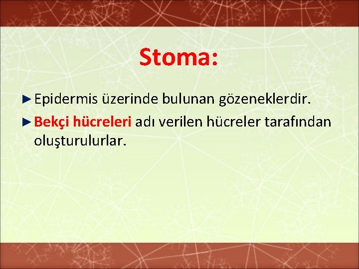 Stoma: ► Epidermis üzerinde bulunan gözeneklerdir. ► Bekçi hücreleri adı verilen hücreler tarafından oluşturulurlar.