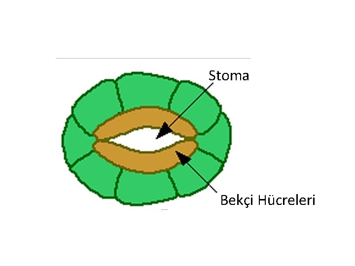 Stoma Bekçi Hücreleri 