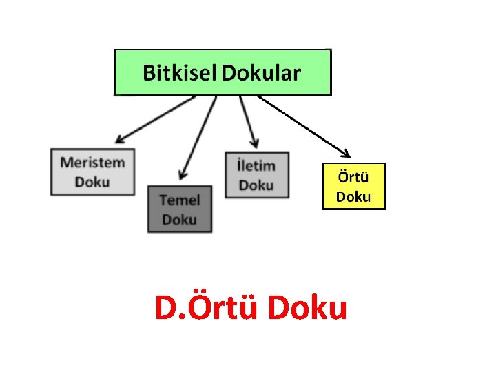 D. Örtü Doku 