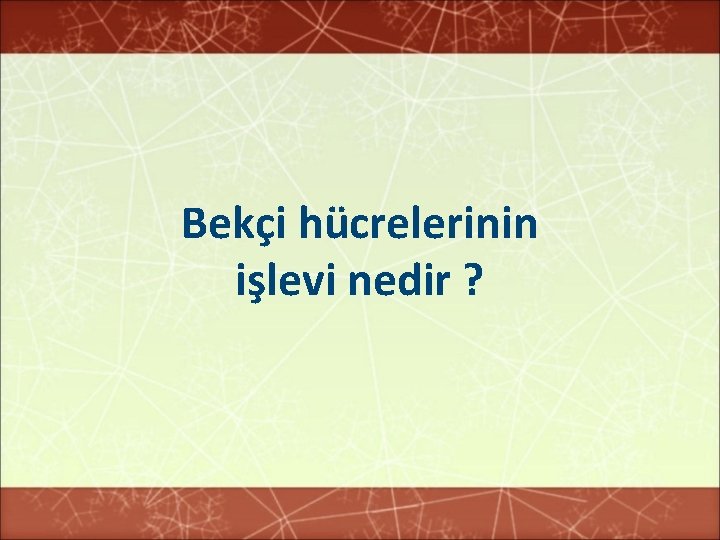 Bekçi hücrelerinin işlevi nedir ? 