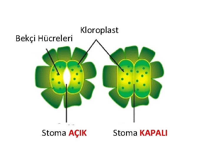 Bekçi Hücreleri Kloroplast Stoma AÇIK Stoma KAPALI 