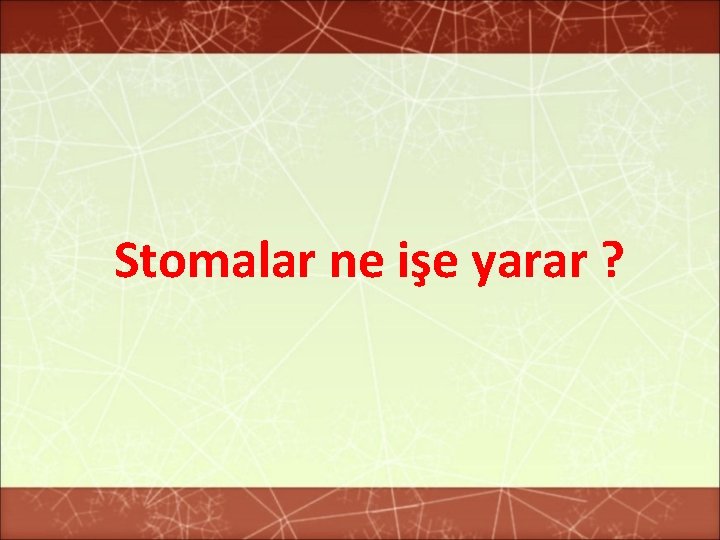 Stomalar ne işe yarar ? 