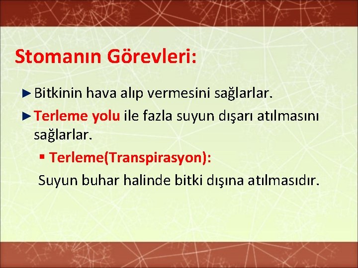 Stomanın Görevleri: ► Bitkinin hava alıp vermesini sağlarlar. ► Terleme yolu ile fazla suyun