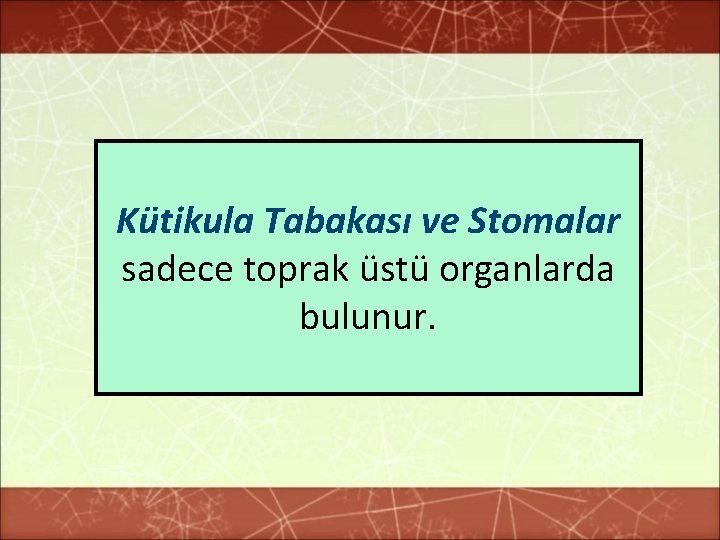 Kütikula Tabakası ve Stomalar sadece toprak üstü organlarda bulunur. 