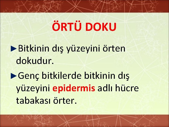 ÖRTÜ DOKU ►Bitkinin dış yüzeyini örten dokudur. ►Genç bitkilerde bitkinin dış yüzeyini epidermis adlı