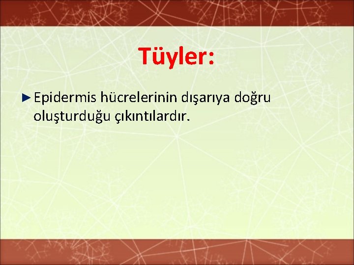 Tüyler: ► Epidermis hücrelerinin dışarıya doğru oluşturduğu çıkıntılardır. 