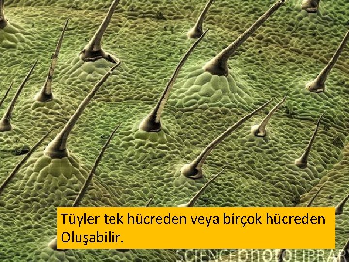 Tüyler tek hücreden veya birçok hücreden Oluşabilir. 