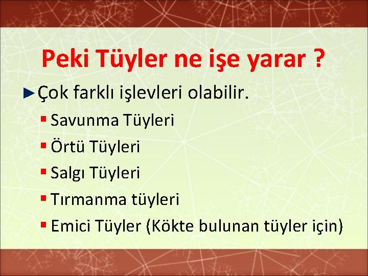 Peki Tüyler ne işe yarar ? ►Çok farklı işlevleri olabilir. § Savunma Tüyleri §
