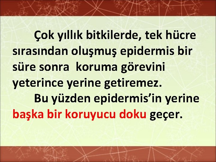 Çok yıllık bitkilerde, tek hücre sırasından oluşmuş epidermis bir süre sonra koruma görevini yeterince