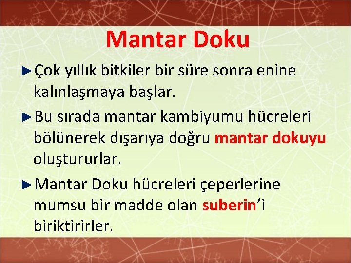 Mantar Doku ►Çok yıllık bitkiler bir süre sonra enine kalınlaşmaya başlar. ►Bu sırada mantar