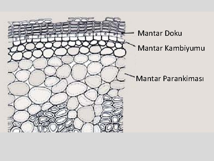 Mantar Doku Mantar Kambiyumu Mantar Parankiması 