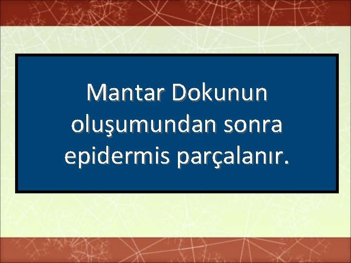 Mantar Dokunun oluşumundan sonra epidermis parçalanır. 
