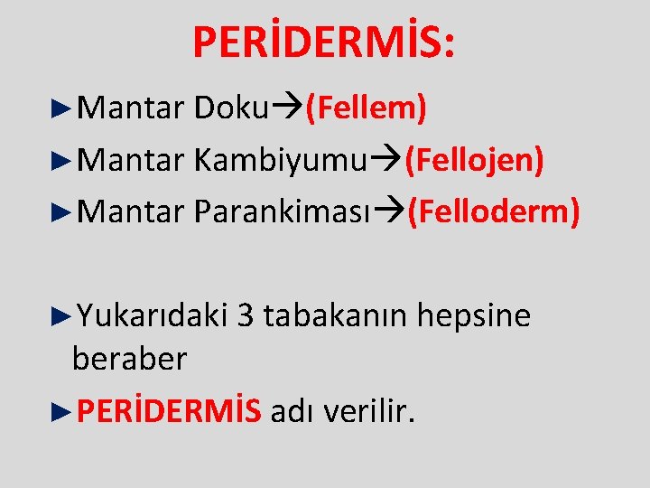 PERİDERMİS: ►Mantar Doku (Fellem) ►Mantar Kambiyumu (Fellojen) ►Mantar Parankiması (Felloderm) ►Yukarıdaki 3 tabakanın hepsine