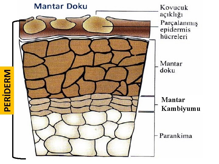 PERİDERM Mantar Kambiyumu 